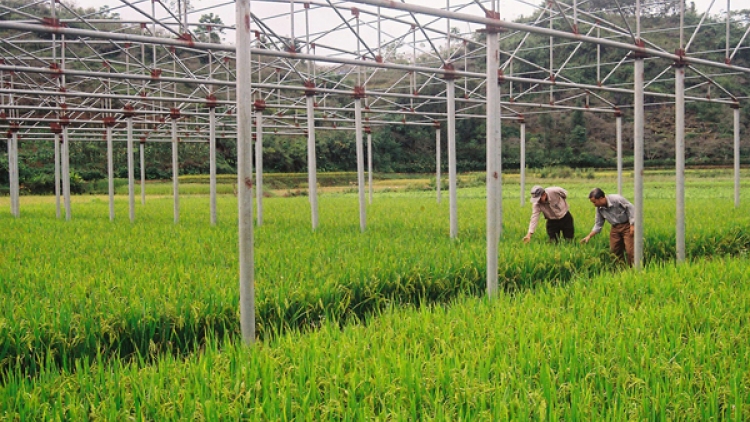 Thực phẩm an toàn: Đẩy mạnh sản xuất sạch bằng liên kết chuỗi. (09/01/2016)