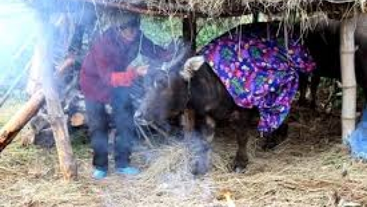 Cấp bách phòng chống rét cho cây trồng, vật nuôi (27/01/2016)