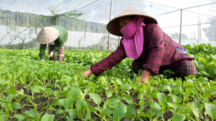 Sản xuất rau an toàn- vàng thau lẫn lộn. (11/4/2016)