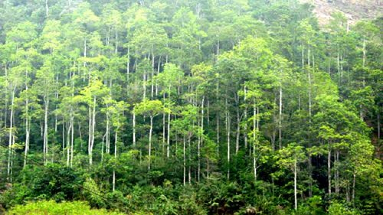Đẩy nhanh việc ứng dụng phần mềm theo dõi diễn biến rừng và đất lâm nghiệp. (22/01/2016)
