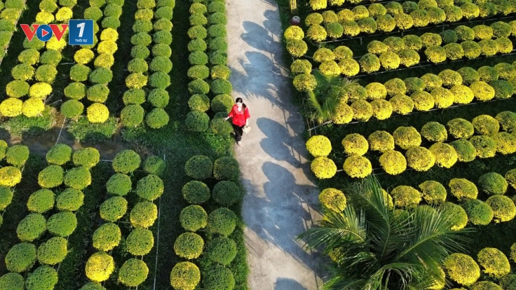 Thị trường hoa kiểng Tết tại Tiền Giang, Bến Tre “ người cười, kẻ khóc ”