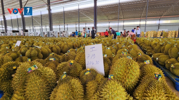 Kiểm định chất lượng khắt khe, sầu riêng Việt Nam cần làm gì để giữ lợi thế xuất khẩu?