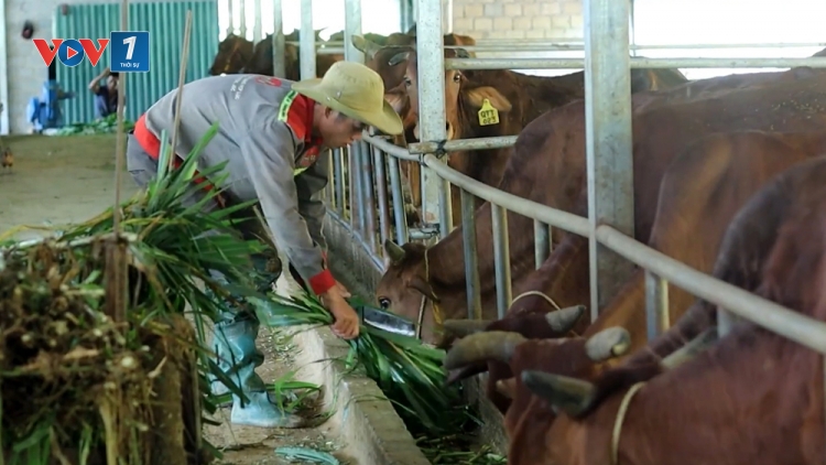 Hướng phát triển nông nghiệp bền vững ở vùng cao Than Uyên
