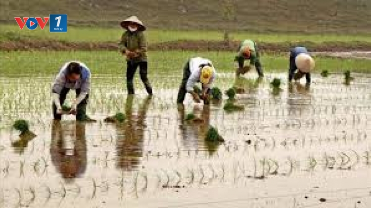 Tăng tốc lấy nước, chăm sóc vụ lúa quan trọng nhất trong năm (11/02/2025)
