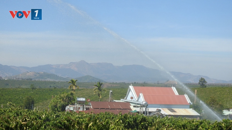Nông dân Đăk Hà xuyên Tết tưới cà phê, khởi động niên vụ mới với kỳ vọng bội thu