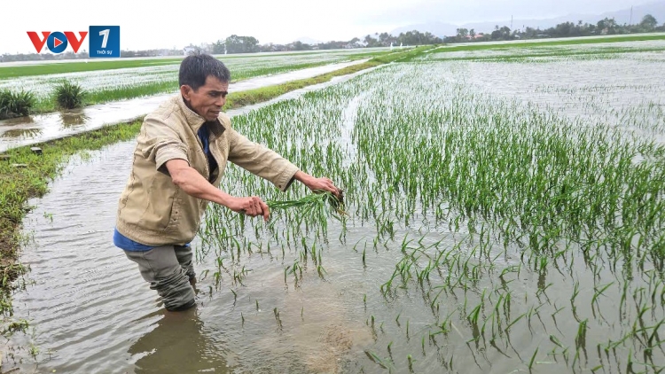 Phú Yên: Hàng ngàn héc ta lúa và hoa màu bị nước lũ nhấn chìm