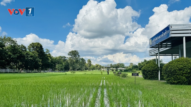 Gạo Thái Lan trước nguy cơ thuế quan tăng cao từ Mỹ