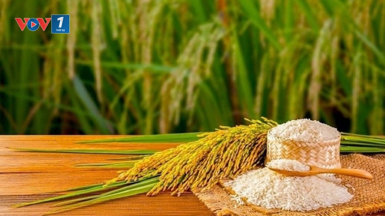 Gạo Việt-gỡ điểm nghẽn để vươn xa”.Bài 3:Con đường từ "hạt ngọc Việt" đến vị thế toàn cầu(15/03/25)