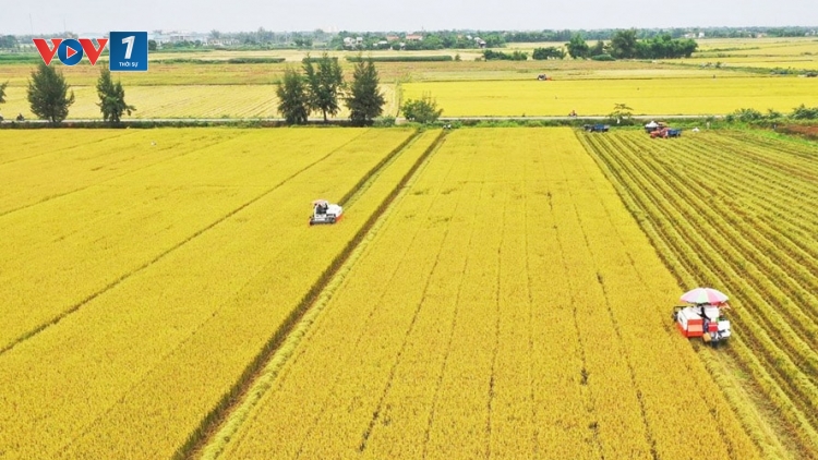 Loạt bài Gạo Việt - gỡ điểm nghẽn để vươn xa. Bài 1: Sản xuất lúa gạo nghẽn từ bên trong (13/3/2025)