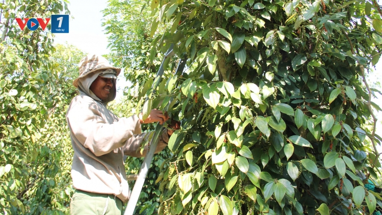 Doanh nghiệp xuất khẩu nông sản làm gì trong thời gian Mỹ tạm hoãn áp thuế 46% (22/04/2025)