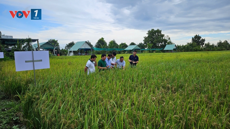 Nông dân ở Đồng Tháp canh tác lúa theo quy trình giảm phát thải khí nhà kính (9/05/2025)