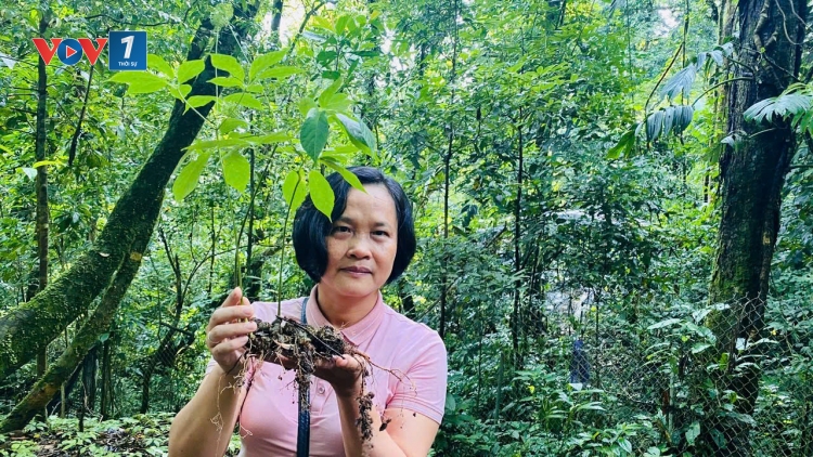Nhân lực ngành cây trồng dược liệu trong thời đại số