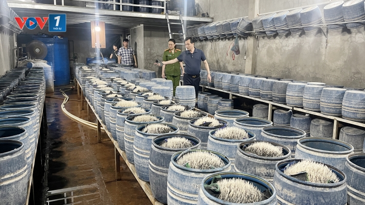 Lào Cai triệt phá đường dây sản xuất giá đỗ độc hại