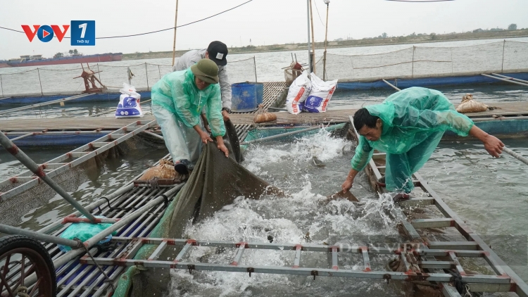 Bắc Ninh: Gương làm giàu từ nghề nuôi cá lồng trên sông Đuống