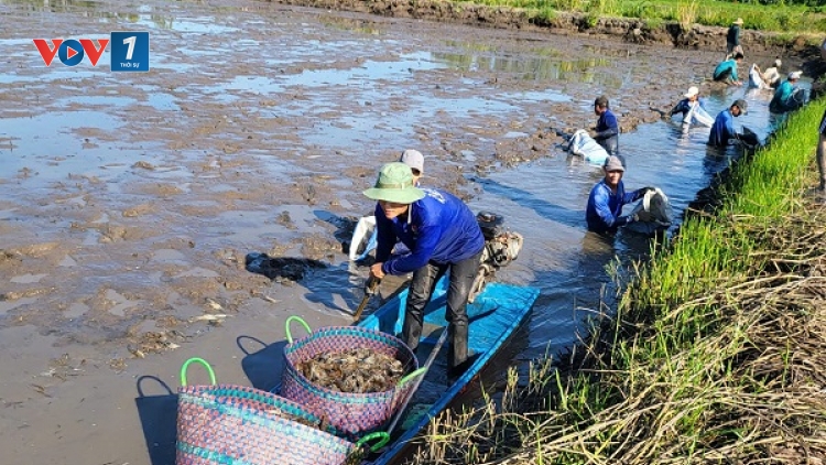 Phát triển thủy sản thích ứng biến đổi khí hậu: Hướng đi "thuận thiên" và hiệu quả
