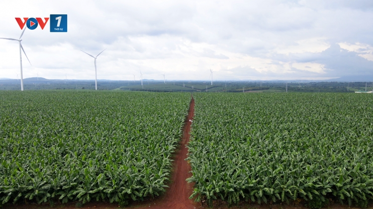 Gia Lai mở rộng sản xuất chuối theo định hướng xuất khẩu