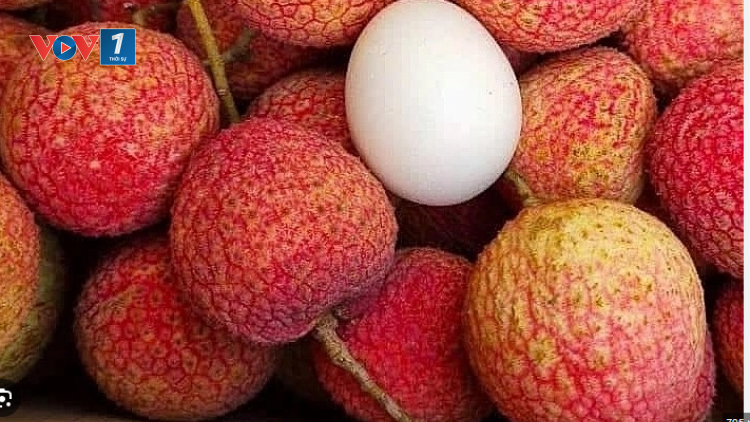 Vải trứng Hưng Yên được mùa, được giá