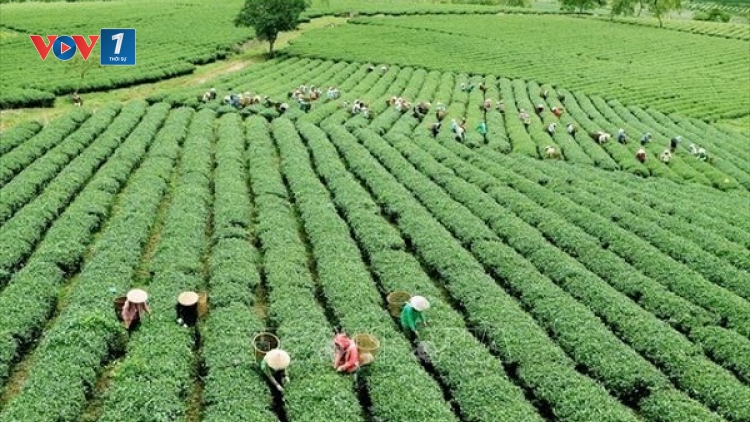 Chuyển đổi xanh: Từ cánh đồng đến chiến lược bền vững (04/07/2025)