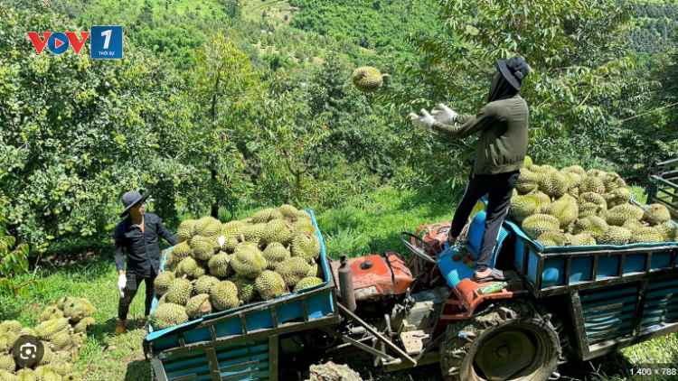 Theo dòng thời sự sáng 31/7/2025
