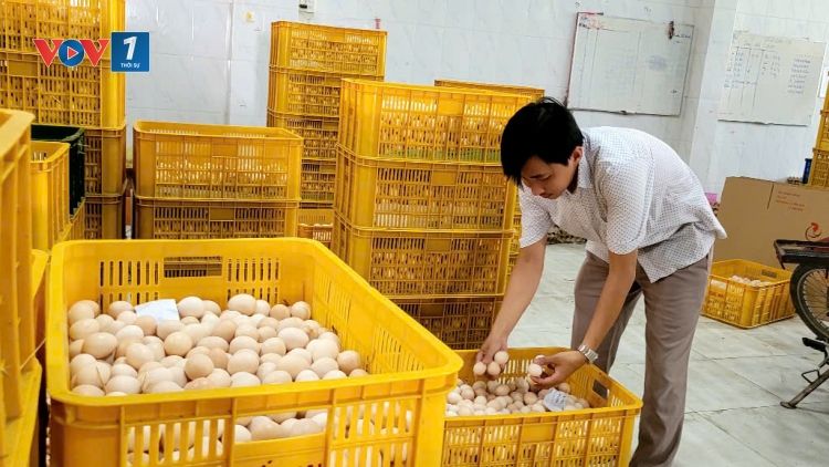 Đồng Tháp: Trứng gà tăng cao, người chăn nuôi phấn khởi