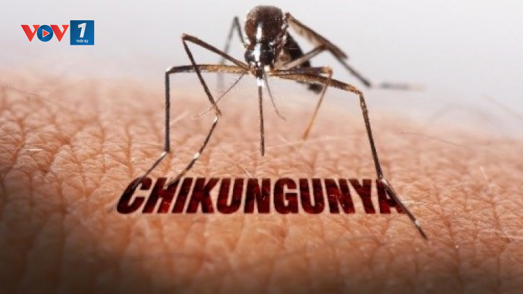 Dấu hiệu nhận biết bệnh chikungunya và giải pháp phòng ngừa