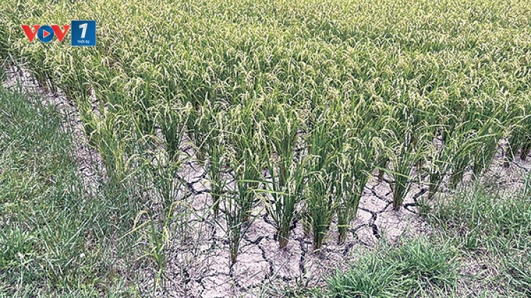 Số ca tử vong do sốc nhiệt tại Nhật Bản lên tới 104 trường hợp và vẫn chưa phải là con số cuối cùng