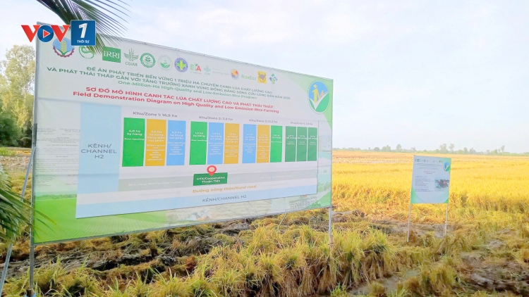 Cần Thơ đứng thứ hai ở ĐBSCL về sản lượng lúa