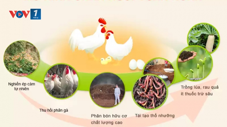 Chăn nuôi tuần hoàn đảm bảo an toàn hiệu quả (2/08/2025)