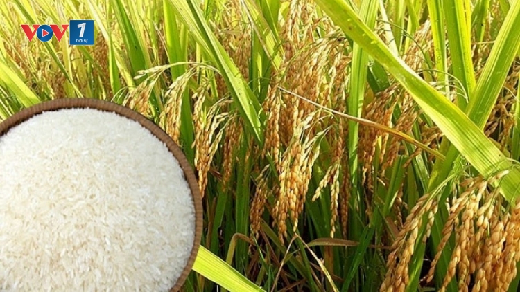 Thời sự 6h 14/8/2025: Duy trì ổn định, gạo xuất khẩu của Việt Nam tăng cao
