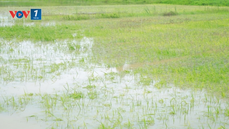 Nghệ An khẩn trương tiêu úng, bảo vệ sản xuất nông nghiệp sau bão số 5
