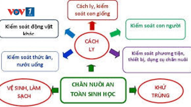 Chăn nuôi an toàn sinh học giảm bớt nỗi lo dịch bệnh (04/08/2025)