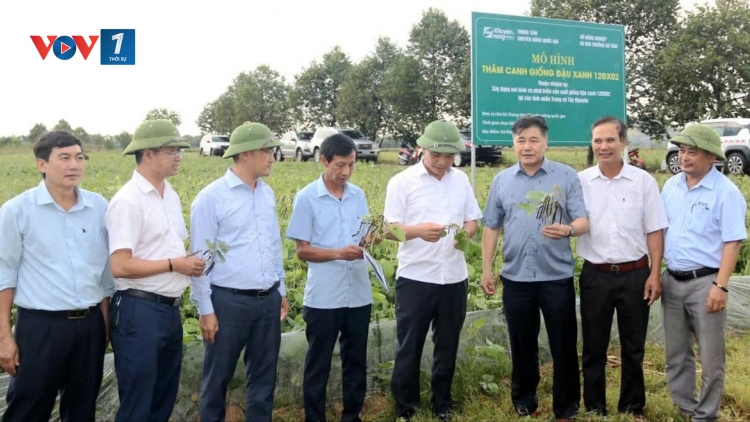 Đậu xanh 12ĐX02: cây trồng tiềm năng cho vùng đất bạc màu, hạn hán