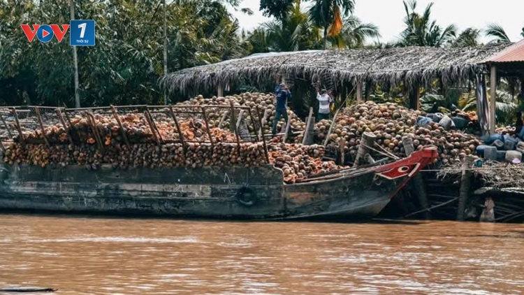 Trái dừa khô ở Vĩnh Long duy trì ở mức giá cao, nhà vườn phấn khởi