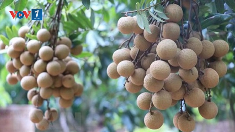 Nhãn lồng Hưng Yên: Nâng cao chất lượng để vươn xa (04/09/2025)
