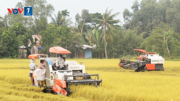 An Giang: hơn 91% diện tích lúa hè thu bán được giá cao