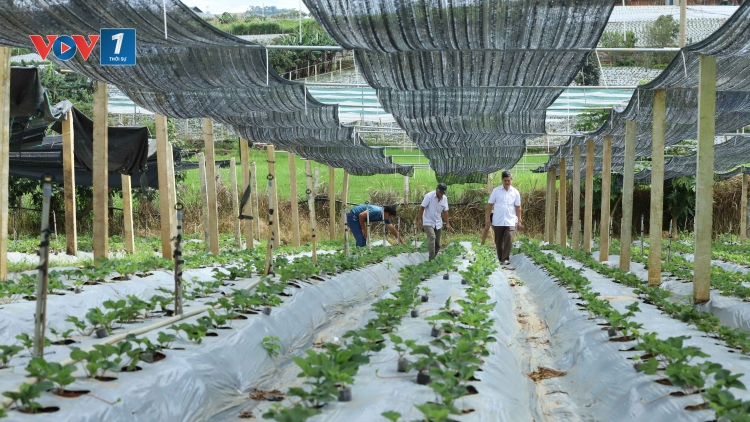 Nông dân Sơn La rộn ràng vào vụ sản xuất dâu tây