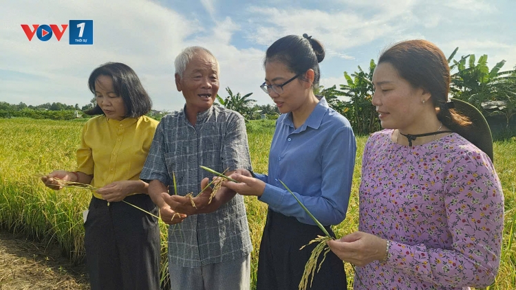 Nông dân TP HCM trúng đậm lúa ST25 hữu cơ (08/09/2025)