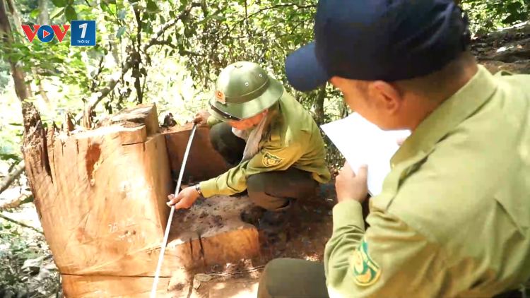Thái Nguyên: Siết chặt quản lý, bảo vệ rừng sau vụ hàng chục cây nghiến tại VQG Ba Bể bị chặt hạ