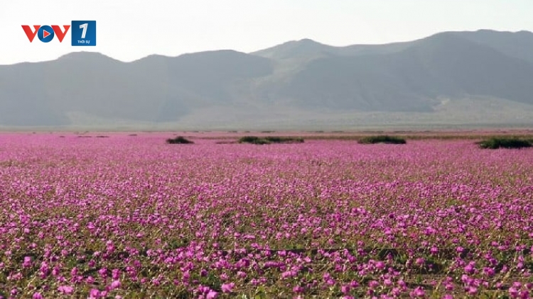 Chile: Hoa nở rộ tại sa mạc khô cằn Atacama