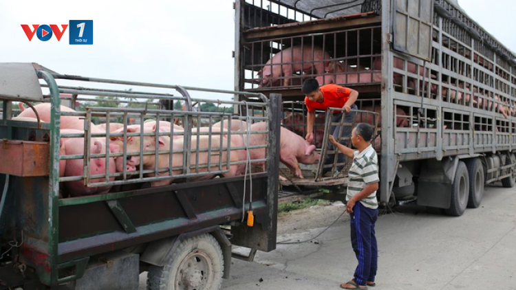 Kiểm soát dịch tả lợn Châu Phi, đảm bảo nguồn cung thực phẩm cuối năm (11/09/2025)