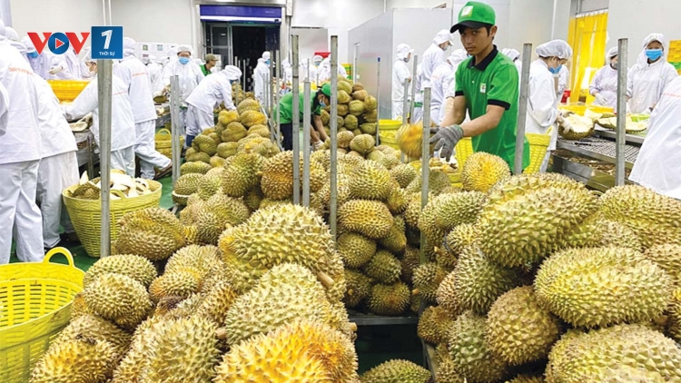 Thời sự 21h30 21/9/2025: Xuất khẩu rau quả thu mức kỷ lục 1,3 tỷ USD một tháng