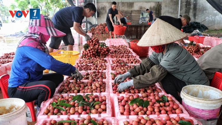 Thời sự 18h 15/10/2025: Xuất khẩu rau quả sang Trung Quốc tiếp tục tăng mạnh