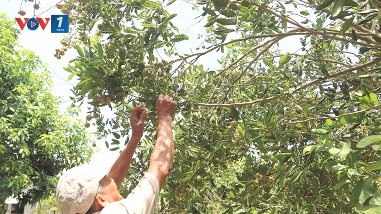 Từ trái cây sạch đến thị trường lớn