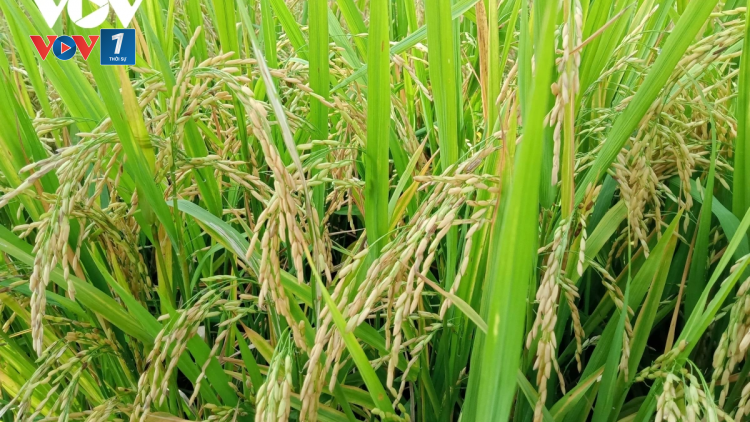 Giải pháp trồng trọt an toàn, hiệu quả trong bối cảnh biến đổi khí hậu