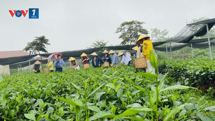 Nông nghiệp gắn du lịch trải nghiệm: Hướng đi chiến lược cho nông thôn Việt Nam