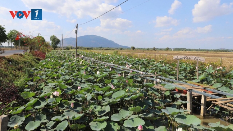 Đồng Nai "bứt phá" nông thôn mới: Từ diện mạo khang trang đến mục tiêu 'hiện đại, hạnh phúc'