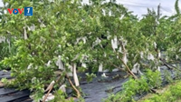 Hồi phục, chăm sóc cây trồng sau bão lũ