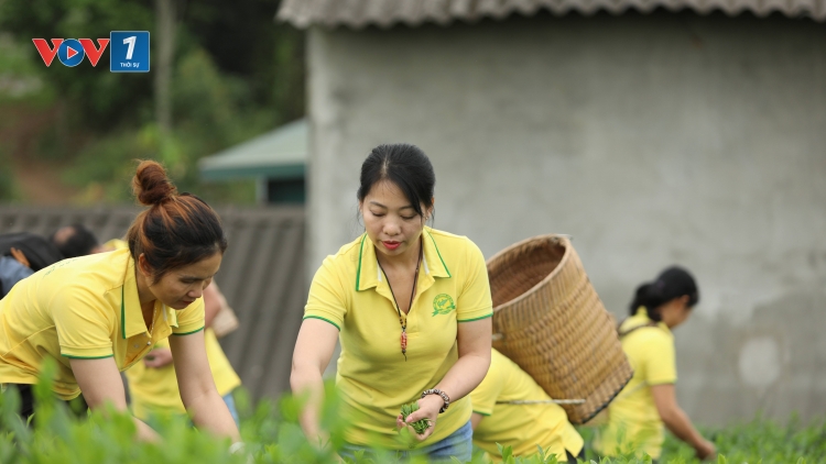 Hành trình đưa thương hiệu xứ trà vươn xa