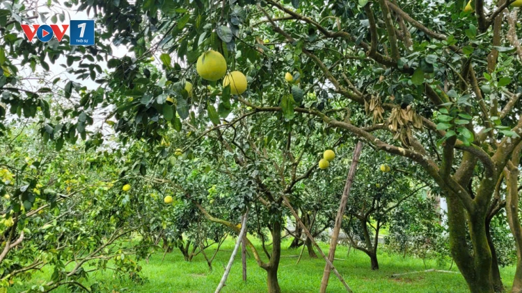 Chuyển đổi số, chuyển đổi xanh để sản xuất nông nghiệp bền vững (07/11/2025)