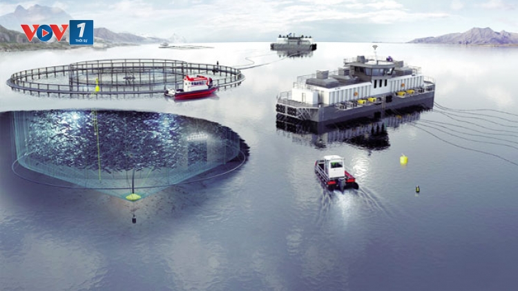 Nuôi trồng thủy sản, gắn với bảo tồn để phát triển bền vững